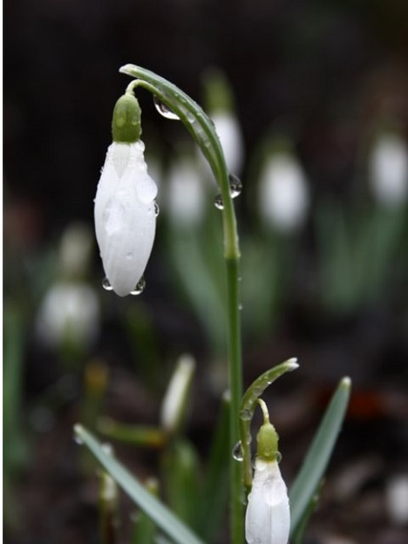 Snowdrop Bulbs (Galanthus nivalis)